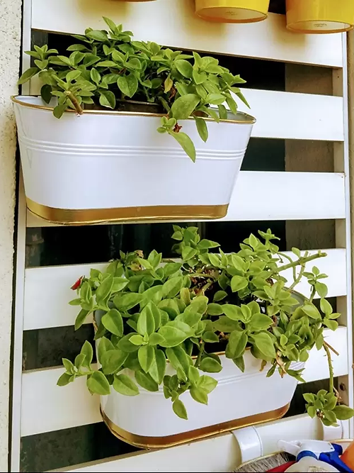 Nestique Impex hanging planter Plant Container Set (Pack of 2, Metal)